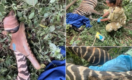 KWS rescues Zebra found with slipper stuck on its leg