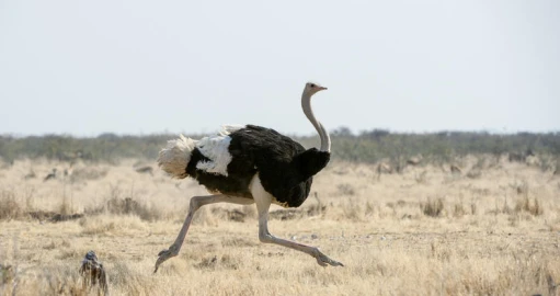 South African ostriches plucked alive for luxury fashion: report