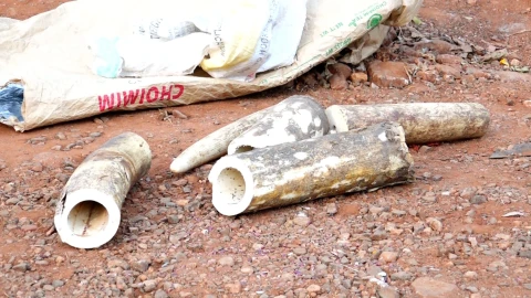 Two arrested with Elephant tusks worth Ksh.1.2M in Machakos