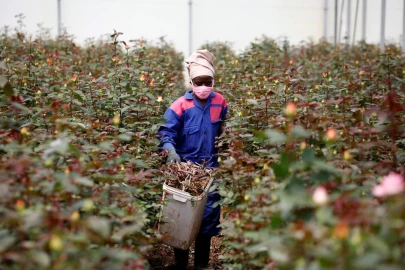 Beneath the bloom: Flower farmers push for safe pesticide waste disposal