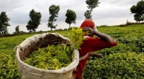OPINION: African Agtech faces a tougher test as investors look beyond growth