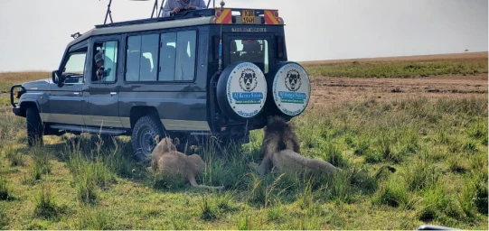 Masai Mara Safari: The Ultimate Insider's Guide for 2026