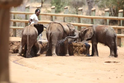 How Reteti sanctuary is using Samburu songs to save orphaned elephants