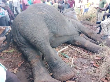 KWS kills elephant linked to fatal attack in Kitui, carcass to be incinerated