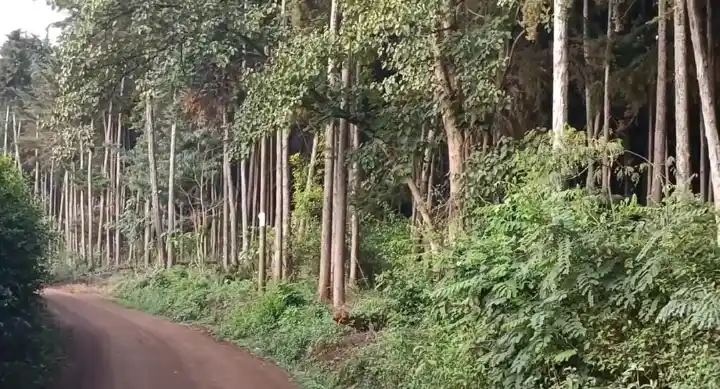Gichugu residents count losses as monkeys invade farms near Njukiini Forest