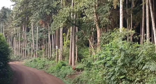 Gichugu residents count losses as monkeys invade farms near Njukiini Forest