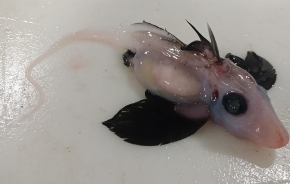'Very rare' baby ghost shark found by scientists