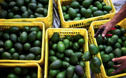 govt-suspends-avocado-sea-exports-from-october-20th-n371209