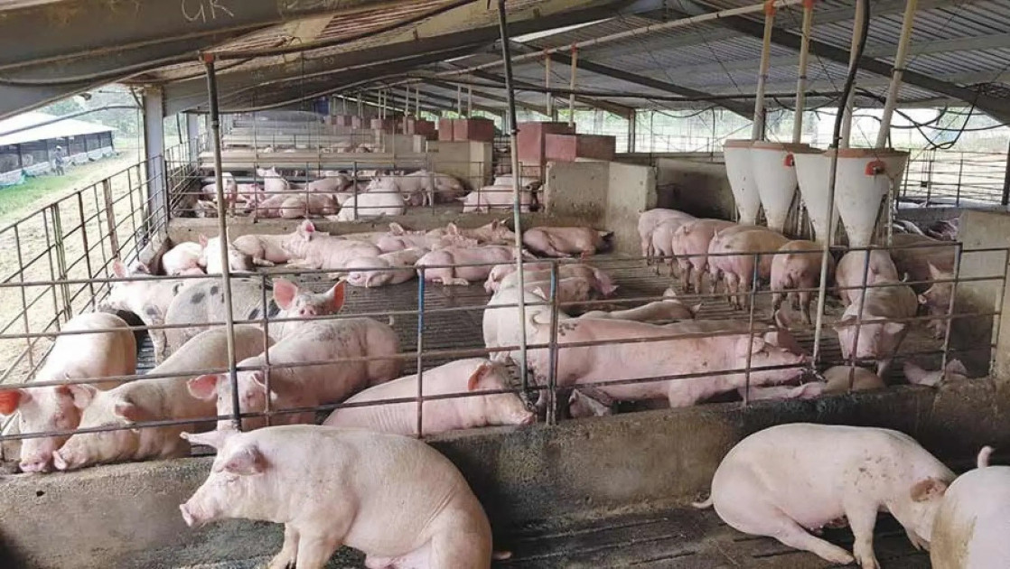 Nakuru pig farmers decry high cost of operation crippling business