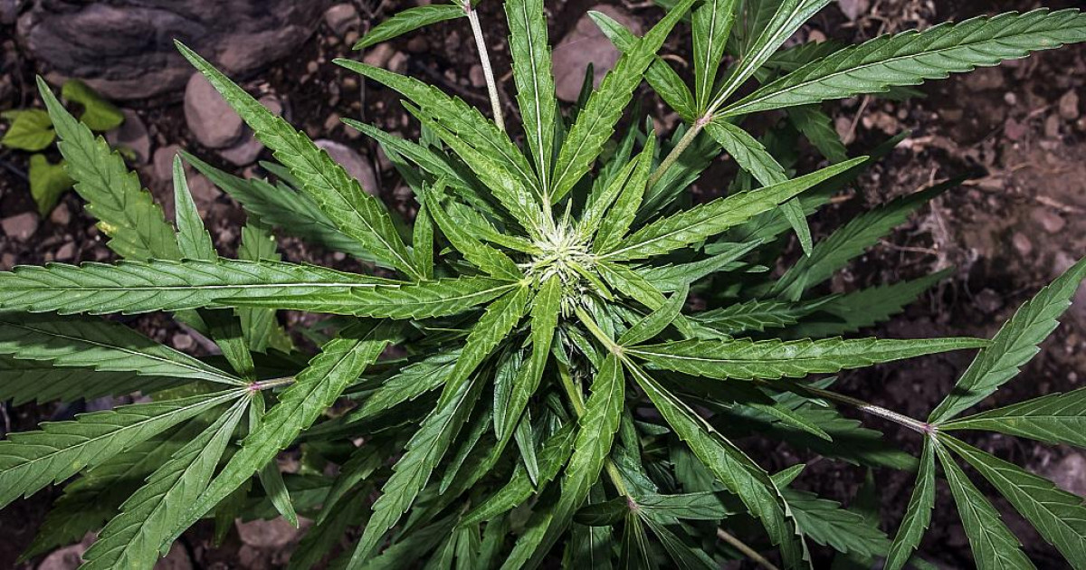 Gov't wants case seeking legalization of Marijuana in Kenya dismissed Gov't wants case seeking legalization of Marijuana in Kenya dismissed
