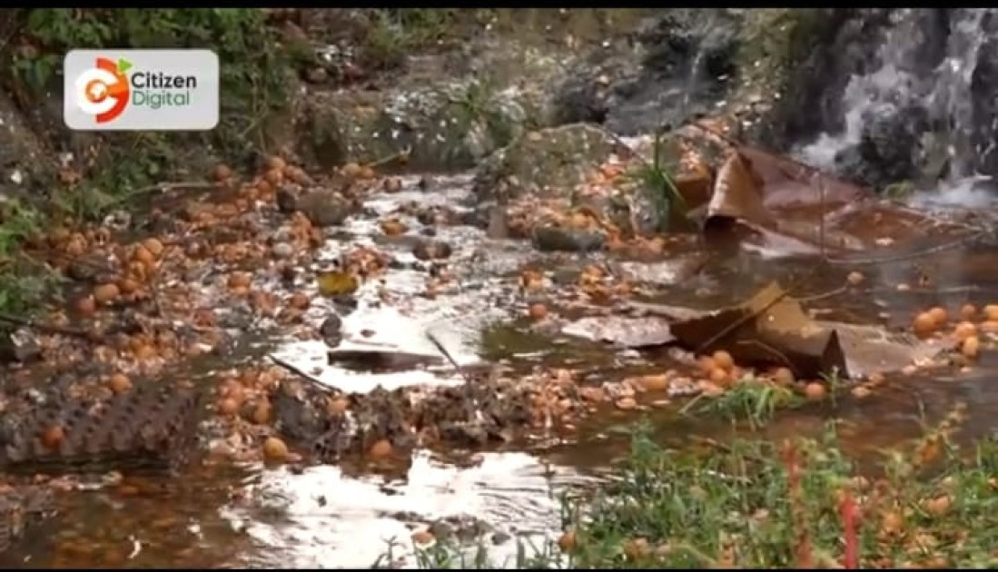 NEMA pursuing owner of lorry that dumped rotten eggs into rivers in Migori