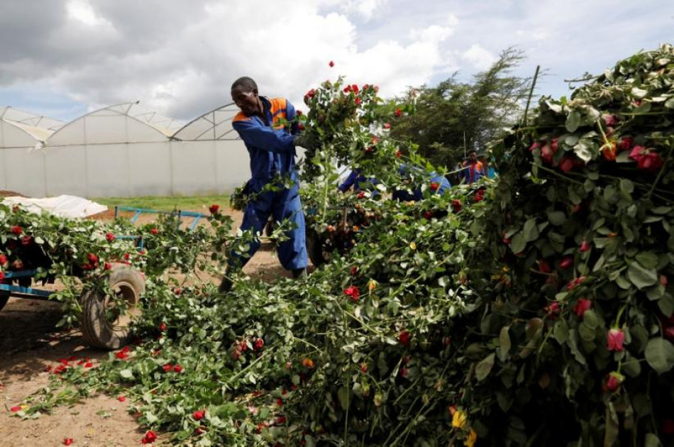 Finlay flower-farm buyer ordered to retain 90 per cent of workers Finlay flower-farm buyer ordered to retain 90 per cent of workers