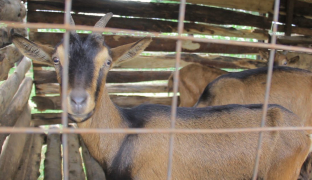 Five men arrested on suspicion of stealing goats in Machakos