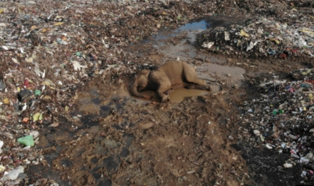 Elephants dying from eating plastic waste in Sri Lankan dump Elephants dying from eating plastic waste in Sri Lankan dump