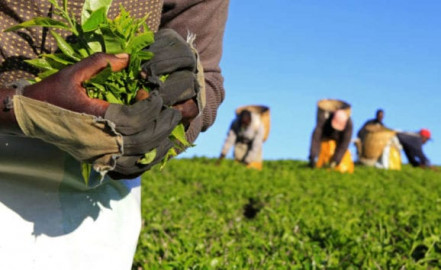 KTDA explains why tea farmers will receive lower bonuses as pressure for reforms mounts