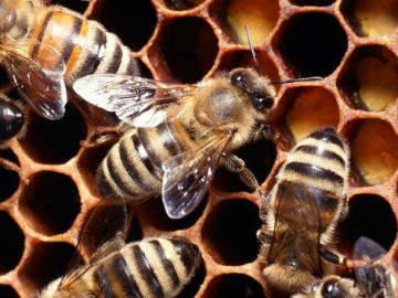 Kisumu man killed by bees while trying to save his 85-year-old father